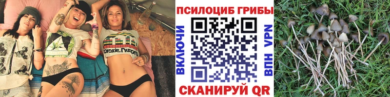 маркетплейс клад Ельня Псилоцибиновые грибы мицелий